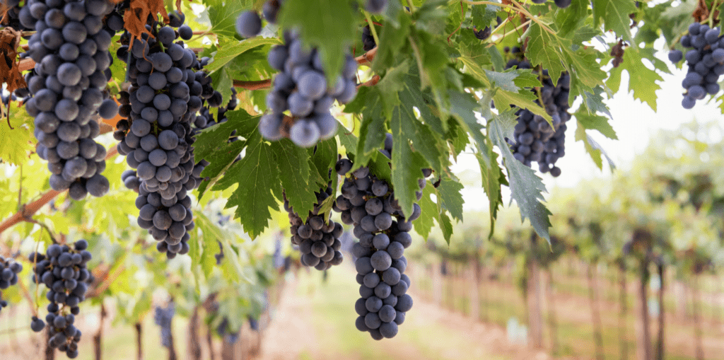 Planta de uvas en viñedo