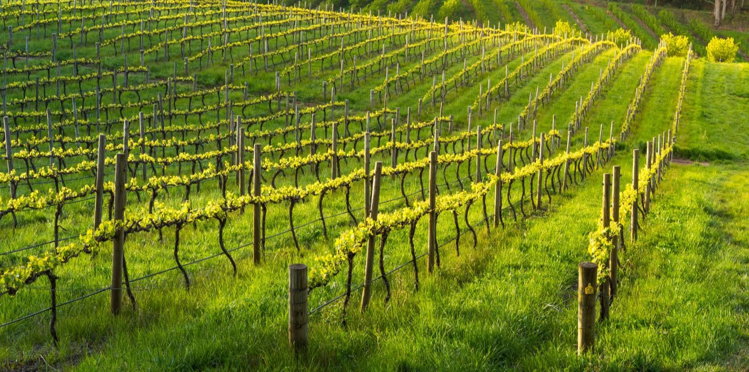 Plantación organizada con postes de emparrado